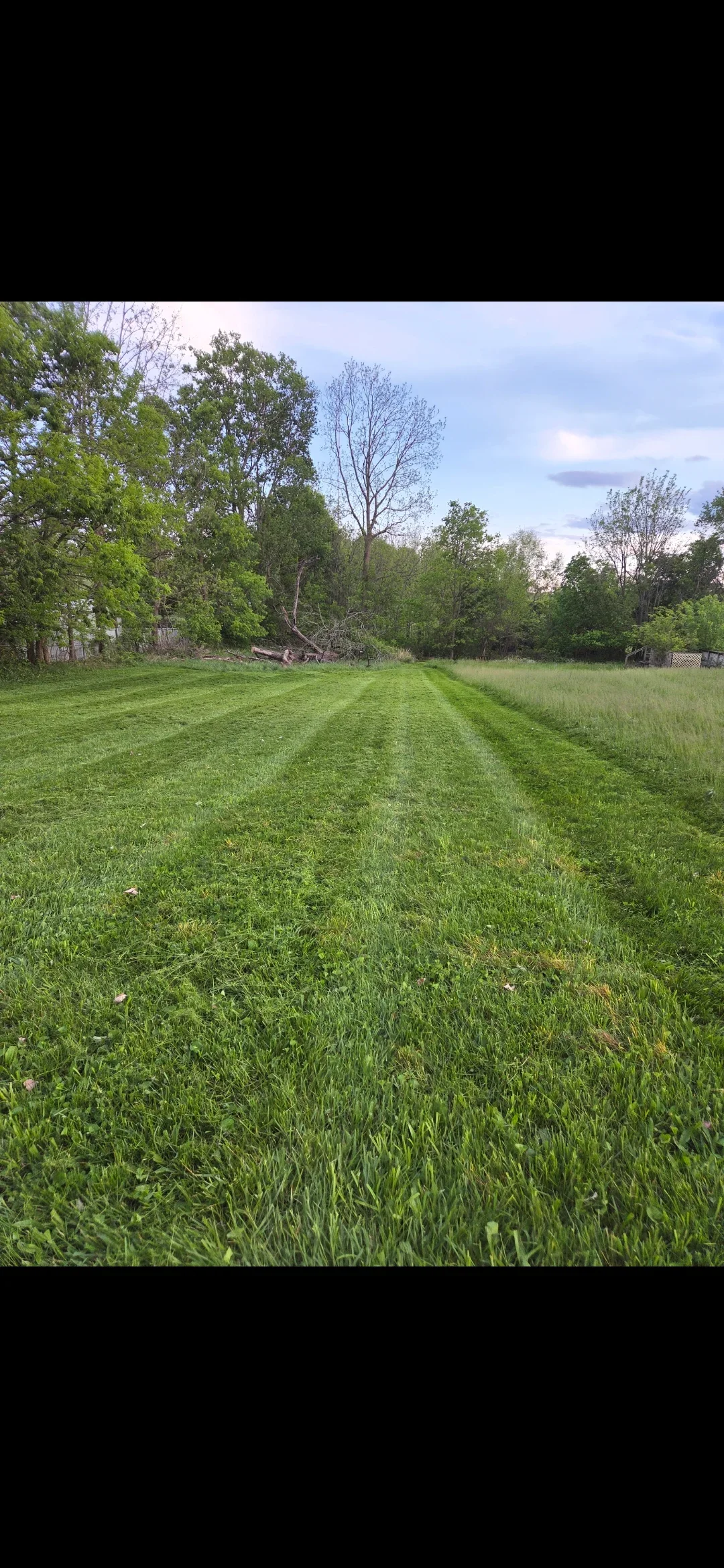 Freshly mowed residential lawn with striped mowing pattern and mature trees