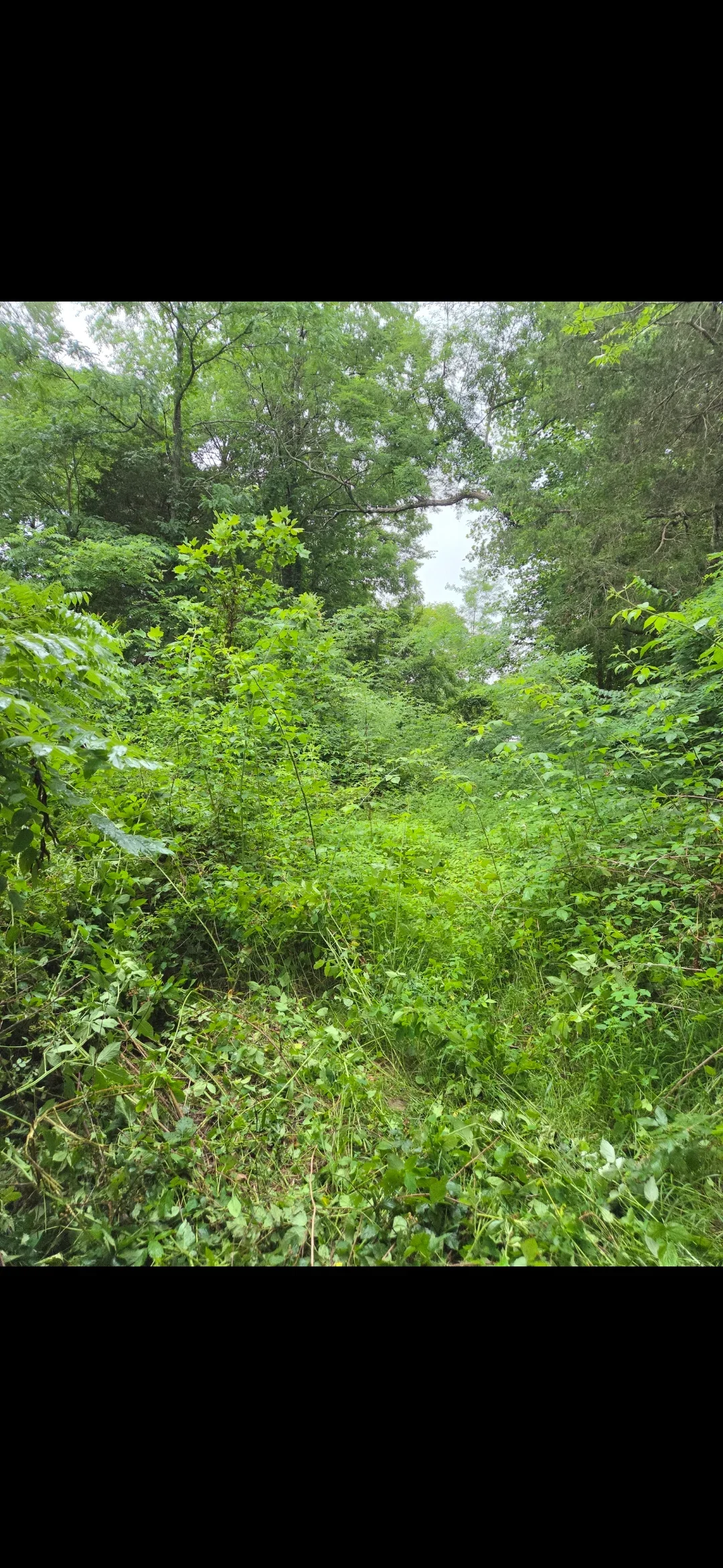 Cleared overgrown wooded area with dense brush and vegetation removal, mature trees preserved