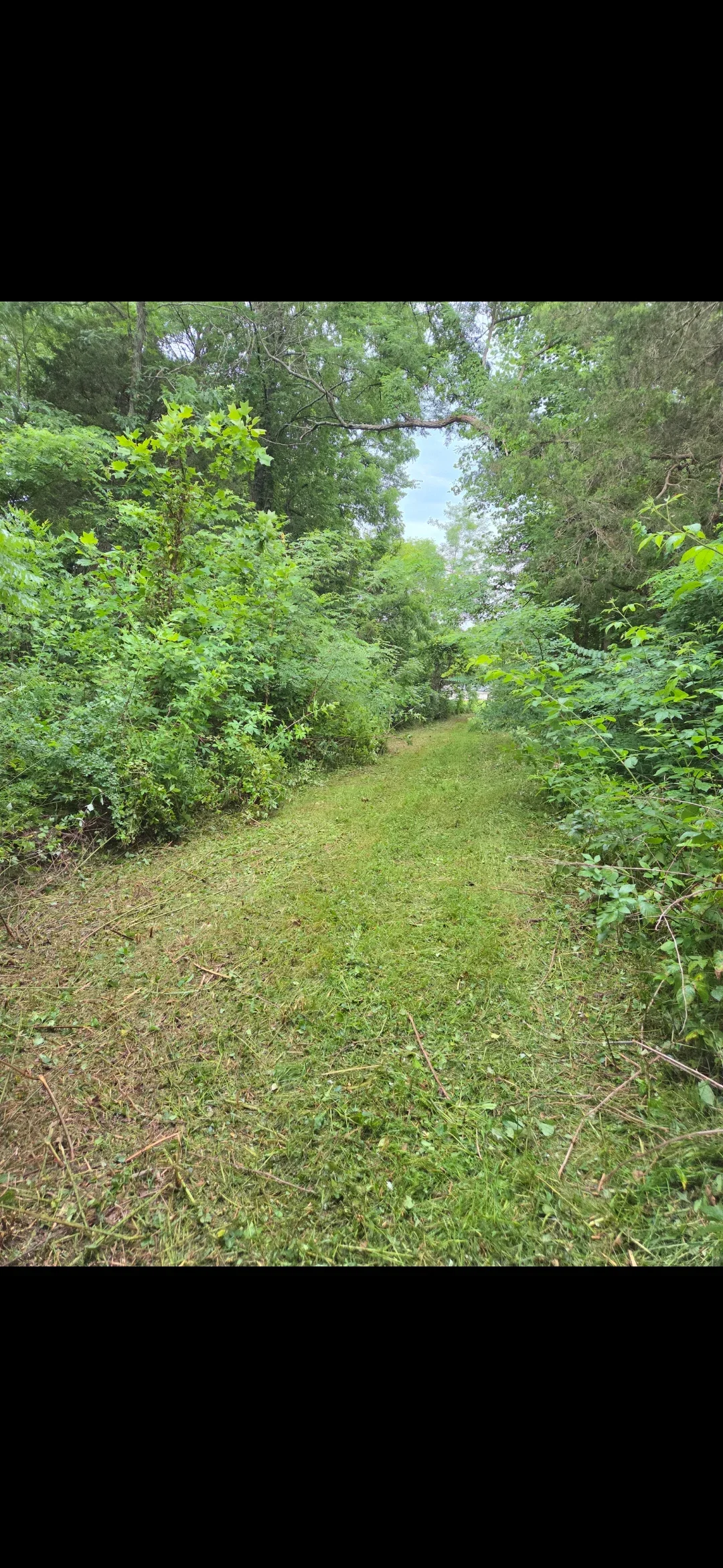 Cleared lawn with mowed grass bordered by dense shrubs and mature trees