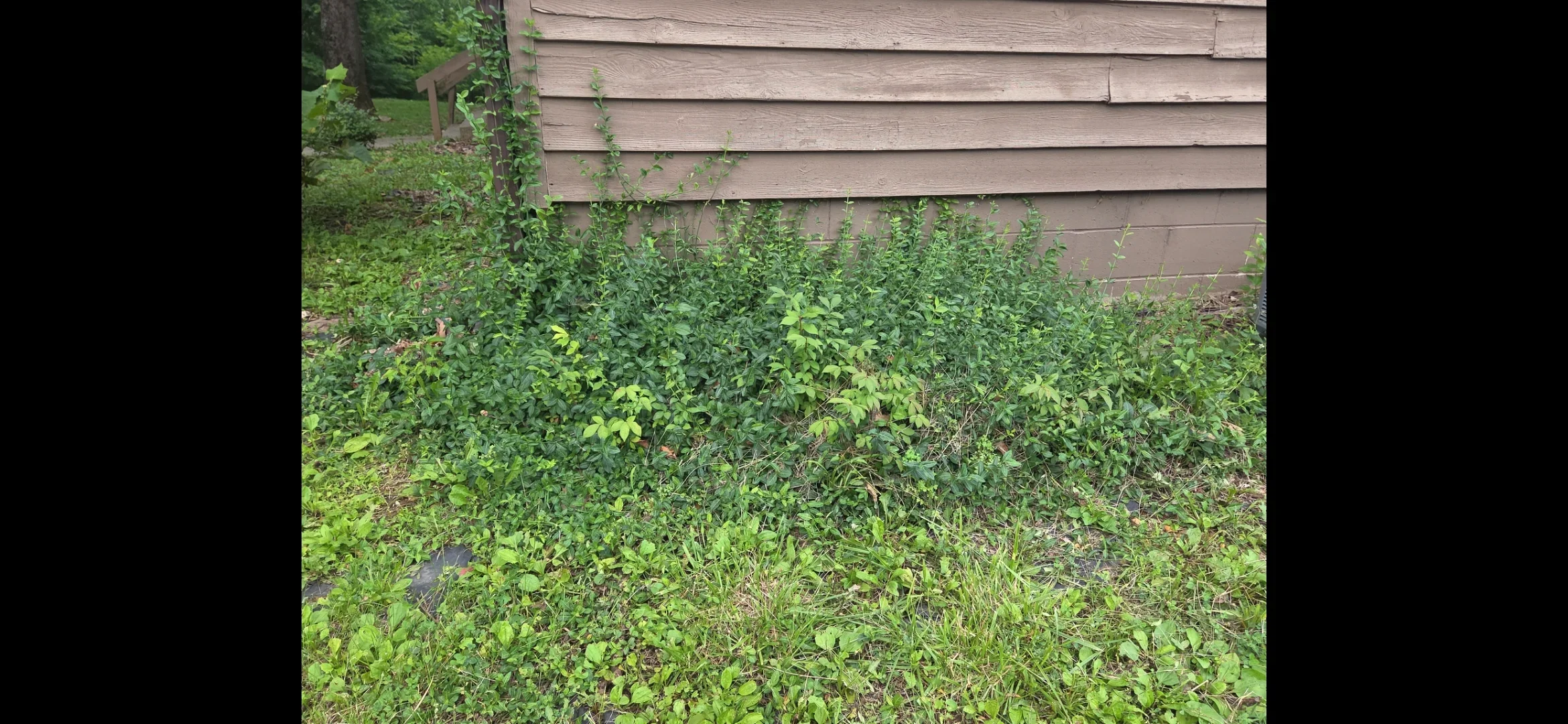 Cleared foundation area with removed weeds and vegetation debris against house siding