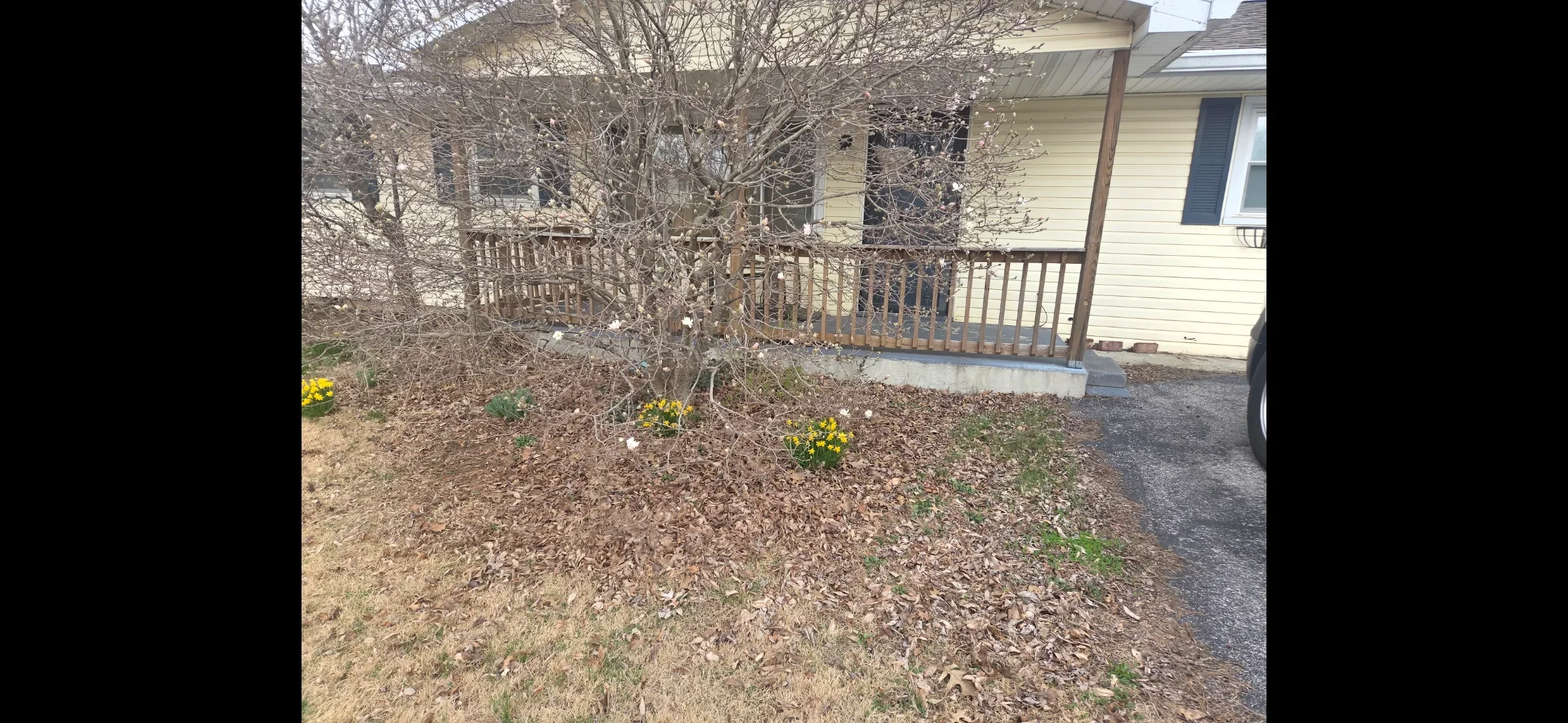 Residential yard with mulched beds, bare trees, and yellow spring flowers near wooden deck