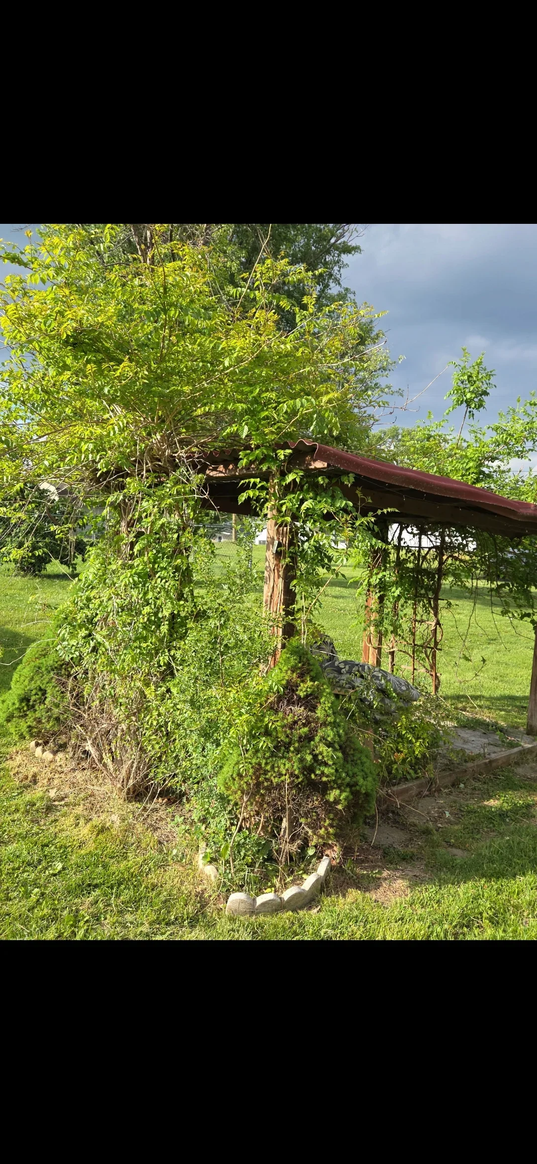 Metal arbor structure cleared of overgrown vines with restored landscape bed and grass surroundings